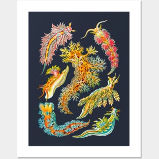 Ernst Haeckel Nudibranch Sea Slugs Posters and Art